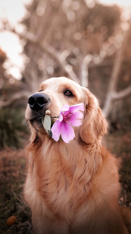Live Animal & Pets