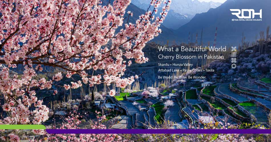 Cherry Blossom In Pakistan