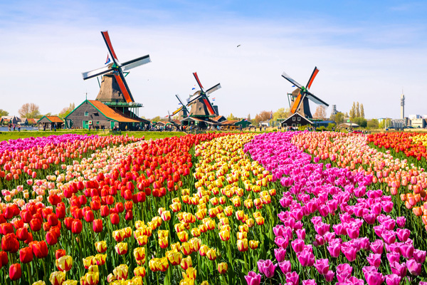 ความงดงามแห่งฤดูกาล: มหัศจรรย์ทุ่งดอกไม้แห่งเคอเคนฮอฟ (Keukenhof)